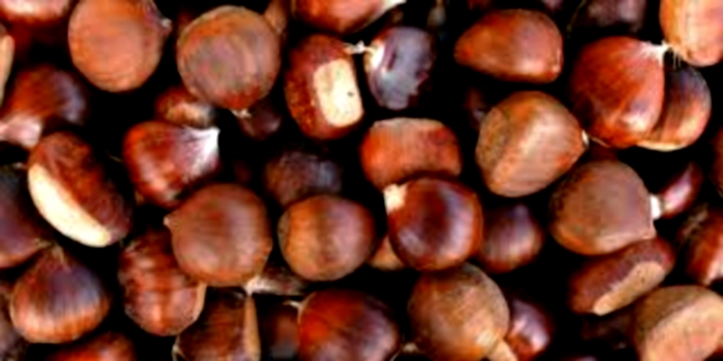 Pederobba-Storia Marroni Monfenera